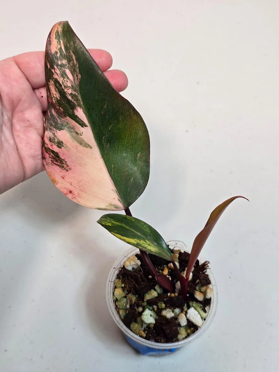 Variegated Philodendron Strawberry Shake Live Plant - Rare Pink Aroid Houseplant - Image 3