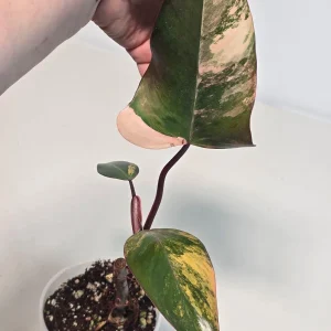 Variegated Philodendron Strawberry Shake Live Plant - Rare Pink Houseplant - Image 3