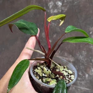 Variegated Philodendron Strawberry Shake Live Plant - Rare Indoor Collector - Image 3