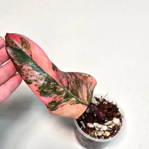 Variegated Philodendron Strawberry Shake Live Plant - Pink Philodendron - Image 3