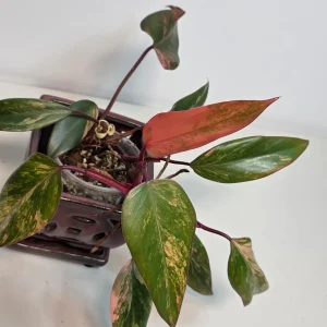 Variegated Philodendron Strawberry Shake Live Plant - Rare Pink Collector Houseplant - Image 3