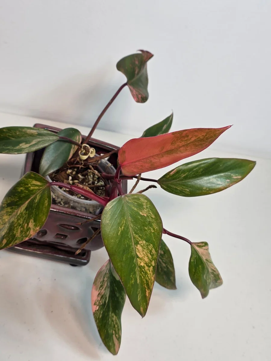 Variegated Philodendron Strawberry Shake Live Plant - Rare Pink Collector Houseplant - Image 3