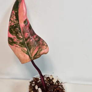 Variegated Philodendron Strawberry Shake Live Plant - Rare Pink Houseplant - Image 3