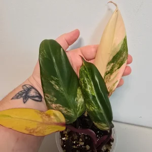 Variegated Philodendron Strawberry Shake Live Plant - Pink Houseplant - Image 3