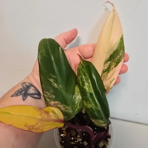 Variegated Philodendron Strawberry Shake Live Plant - Rare Pink Houseplant - Image 3