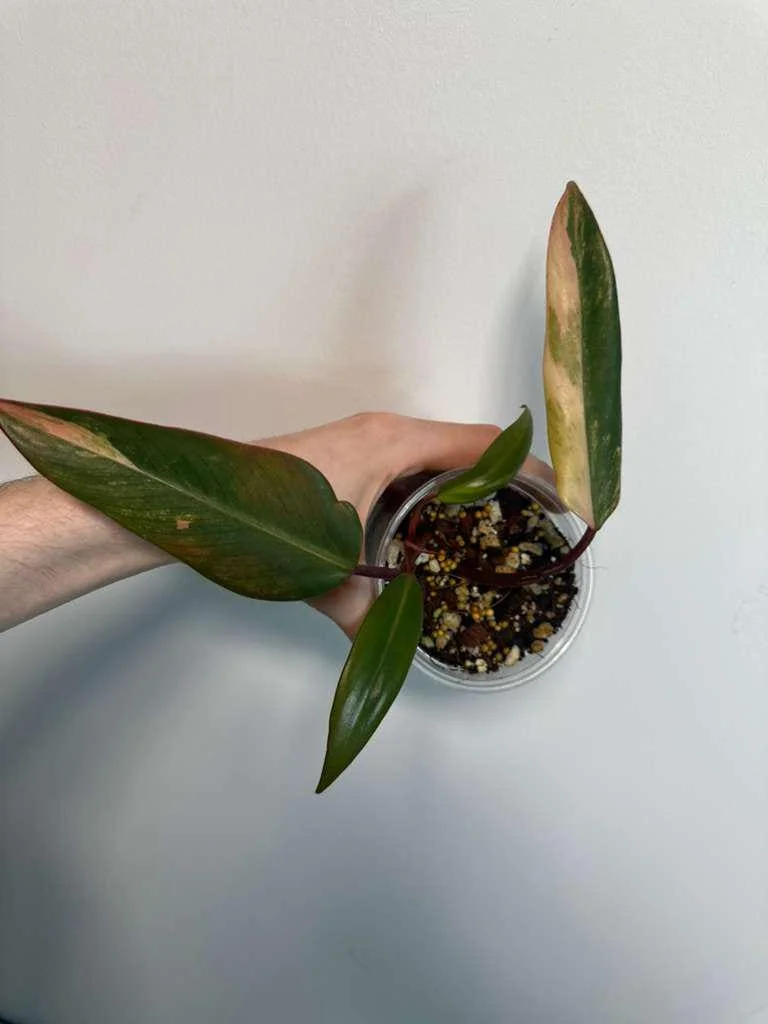 Variegated Philodendron Strawberry Shake Live Plant - Rare Indoor Aroid - Image 3