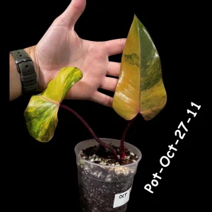 Variegated Philodendron Strawberry Shake Live Plant - Rare Aroid Houseplant - Image 3