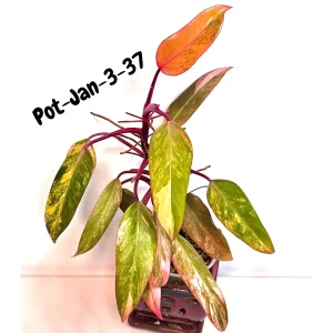 Variegated Philodendron Strawberry Shake Live Plant - Rare Pink & Yellow Foliage Houseplant - Image 3