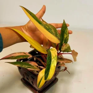 Variegated Philodendron Strawberry Shake Live Plant - Rare Indoor Collector Aroid - Image 3