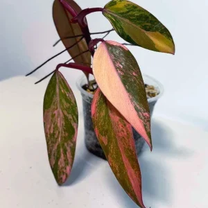 Variegated Philodendron Strawberry Shake Live Plant - Rare Houseplant - Image 3