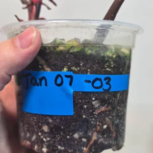 Variegated Philodendron Strawberry Shake Live Plant - Rare Pink Aroid Houseplant - Image 4