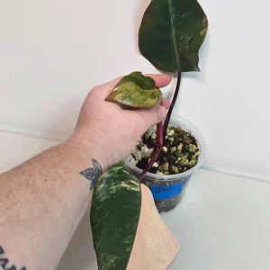 Variegated Philodendron Strawberry Shake Live Plant - Rare Pink Houseplant Indoor - Image 4