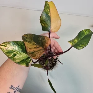 Variegated Philodendron Strawberry Shake Live Plant - Rare Pink Houseplant - Image 4