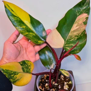 Variegated Philodendron Strawberry Shake Live Plant - Pink Philodendron Houseplant - Image 4