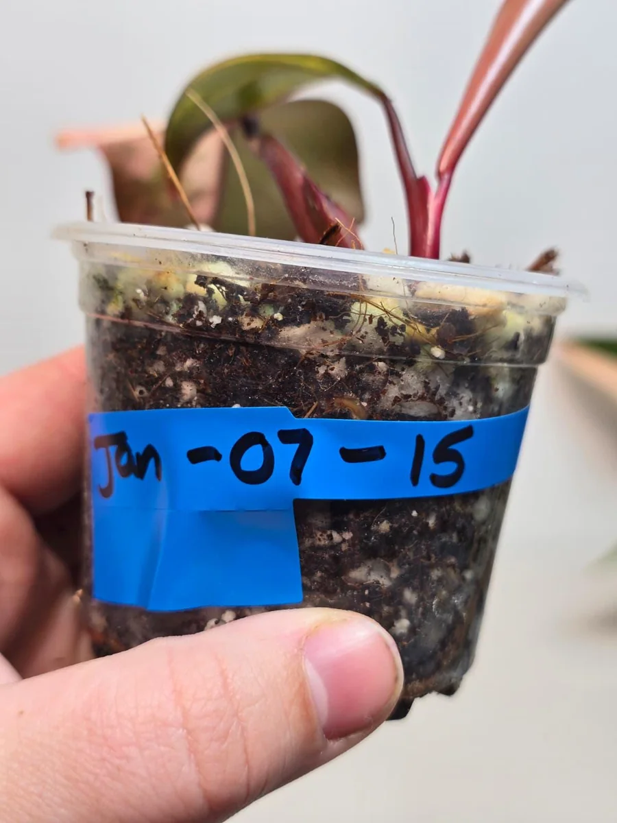 Variegated Philodendron Strawberry Shake Live Plant - Rare Pink Aroid Houseplant - Image 4