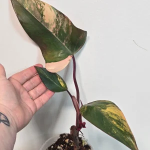 Variegated Philodendron Strawberry Shake Live Plant - Rare Pink Houseplant - Image 4