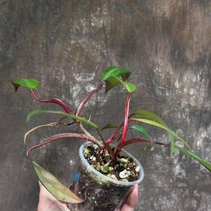 Variegated Philodendron Strawberry Shake Live Plant - Rare Collector Houseplant - Image 4