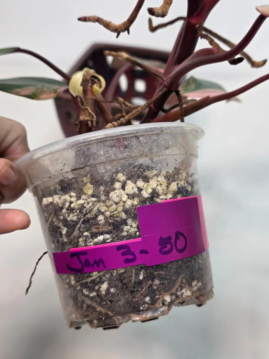 Variegated Philodendron Strawberry Shake Live Plant - Rare Pink Collector Houseplant - Image 4