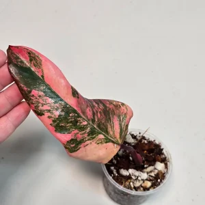 Variegated Philodendron Strawberry Shake Live Plant - Rare Pink Houseplant - Image 4