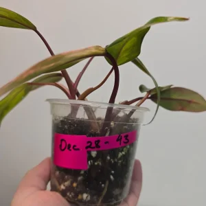 Variegated Philodendron Strawberry Shake Live Plant - Rare Pink Aroid Houseplant - Image 4