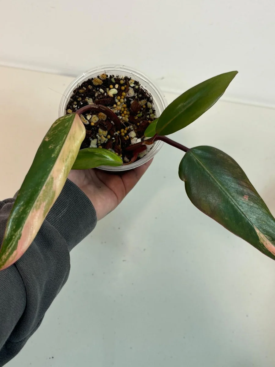 Variegated Philodendron Strawberry Shake Live Plant - Rare Indoor Aroid - Image 4