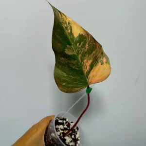 Variegated Philodendron Strawberry Shake Live Plant – Rare Indoor Aroid - Image 4