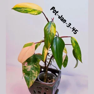 Variegated Philodendron Strawberry Shake Live Plant - Rare Pink & Yellow Foliage Houseplant - Image 4