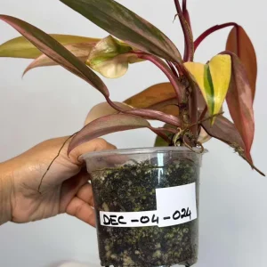 Variegated Philodendron Strawberry Shake Live Plant - Rare Indoor Houseplant - Image 4