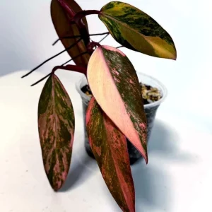 Variegated Philodendron Strawberry Shake Live Plant - Rare Houseplant - Image 4