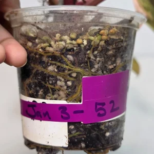 Variegated Philodendron Strawberry Shake Live Plant - Rare Pink Indoor Collector Plant - Image 4