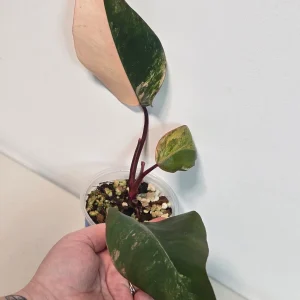 Variegated Philodendron Strawberry Shake Live Plant - Rare Pink Aroid Houseplant - Image 5