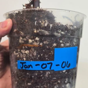 Variegated Philodendron Strawberry Shake Live Plant - Rare Pink Houseplant - Image 5