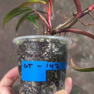 Variegated Philodendron Strawberry Shake Live Plant - Rare Collector Houseplant - Image 5