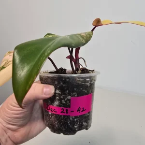 Variegated Philodendron Strawberry Shake Live Plant - Pink Houseplant - Image 5