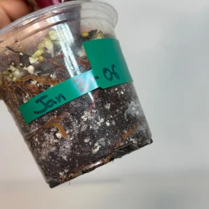 Variegated Philodendron Strawberry Shake Live Plant - Indoor - Pink & Green Foliage - Image 5