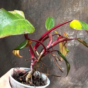 Variegated Philodendron Strawberry Shake Live Plant - Rare Indoor Houseplant - Image 5