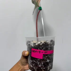 Variegated Philodendron Strawberry Shake Live Plant – Rare Indoor Aroid - Image 5