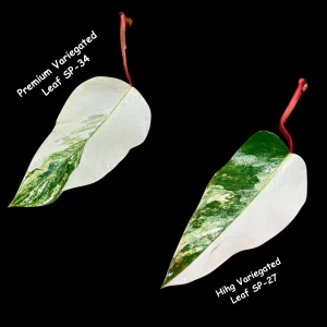 Variegated Philodendron Strawberry Shake Live Plant Cutting - Pink & Cream Foliage - Image 5