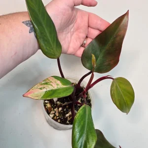 Variegated Philodendron Strawberry Shake Live Plant - Rare Pink Houseplant - Image 5