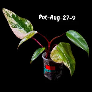 Variegated Philodendron Strawberry Shake Live Plant - Rare Aroid Houseplant - Image 6