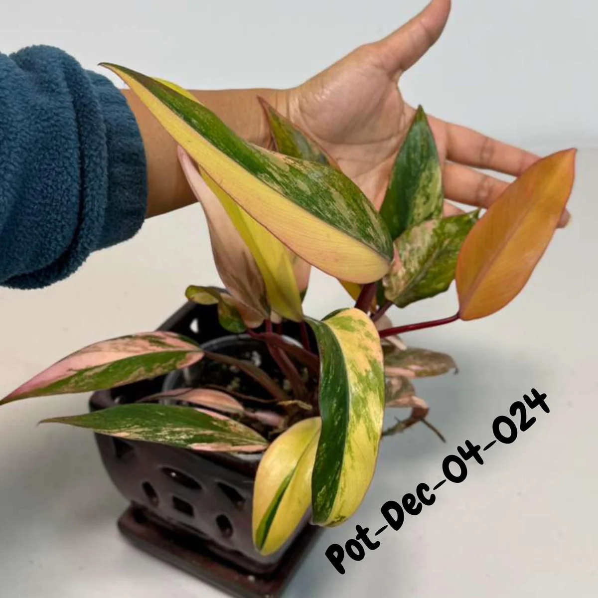 Variegated Philodendron Strawberry Shake Live Plant - Rare Pink & Yellow Foliage Houseplant - Image 6