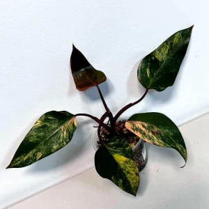Variegated Philodendron Strawberry Shake Live Plant - Rare Indoor Plant - Image 1
