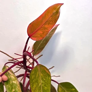 Variegated Philodendron Strawberry Shake Live Plant - Rare Pink Collector Plant - Indoor Houseplant - Image 6