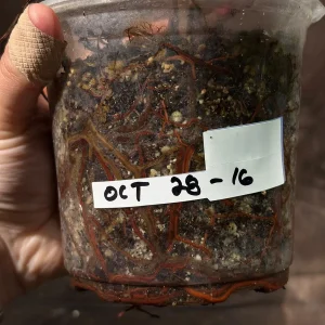 Variegated Philodendron Strawberry Shake Live Plant - Rare Indoor Houseplant - Image 6