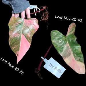 Variegated Philodendron Strawberry Shake Live Plant Cutting - Pink & Cream Foliage - Image 6