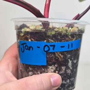 Variegated Philodendron Strawberry Shake Live Plant - Rare Pink Houseplant Indoor - Image 7