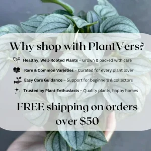 Variegated Philodendron Strawberry Shake Live Plant - Rare Indoor Houseplant - Image 7