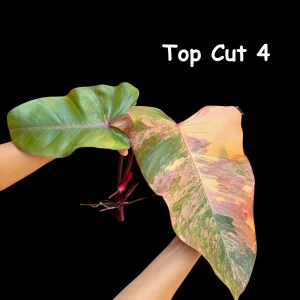 Variegated Philodendron Strawberry Shake Live Plant Cutting - Pink & Cream Foliage - Image 7