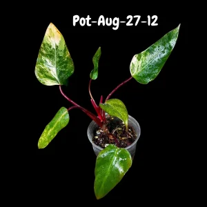 Variegated Philodendron Strawberry Shake Live Plant - Rare Aroid Houseplant - Image 7