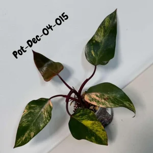 Variegated Philodendron Strawberry Shake Live Plant - Rare Pink & Yellow Foliage Houseplant - Image 7